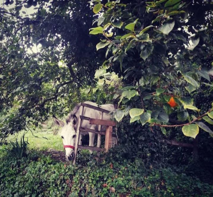 La Casa Di Mo Villa Albisola Superiore Dış mekan fotoğraf
